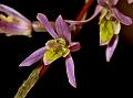 Pink Thicklip Orchid