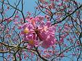 Pink Trumpet Tree