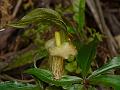 Pitcher Cobra Lily
