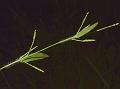 Pitscale Grass