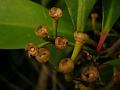 Pointed-Leaf Coralberry