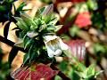 Pointed-Leaf Scaly-Ball
