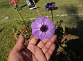 Poppy Anemone