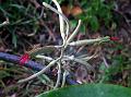 Powdery Mistletoe