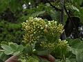 Prickly Dalbergia