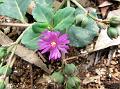 Prostrate Purslane