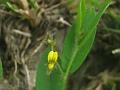 Prostrate Rattlepod