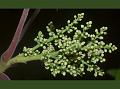 Punjab Poison Oak