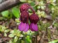 Purple Bergenia
