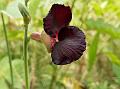 Purple Bush-Bean