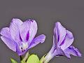 Purple Bush-Violet