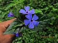 Purple Eranthemum