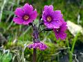 Purple Golden-Eyed Primrose