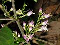 Purple Gymnostachyum