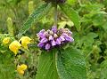 Purple Himalayan Torchwort