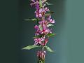 Purple Loosestrife