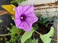 Purple Moonflower