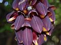 Purple Mucuna