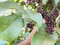 Purple Palas Climber
