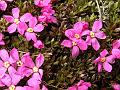 Purple Pincushion Plant