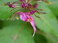Purple Sickle-Bearing Balsam