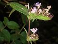 Purple Stem Scaly-Ball