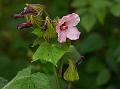 Purple Wild Musk Mallow