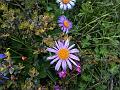 Purple-Eye Himalayan Aster