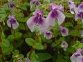 Purple-Throat Balsam
