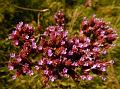 Purpletop Vervain