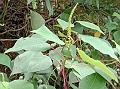 Queensland Poplar