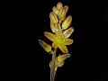 Rao Squill