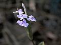 Ratnagiri Eranthemum