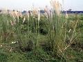 Ravenna Grass