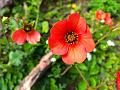 Red Avens