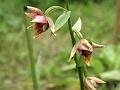 Red Helleborine