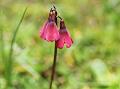 Red Himalayan Primrose