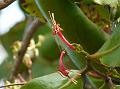 Red Honey Suckle Mistletoe