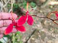 Red Vanda