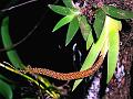 Red-Spike Oberonia