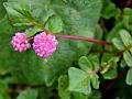 Red-Stem Knotweed
