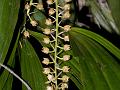 Reddish Coelogyne