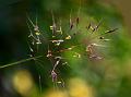 Reddish-Yellow Beardgrass