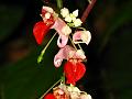 Redwing Balsam