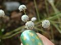 Ribbed-Stem Pipewort
