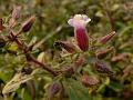 Rice Paddy Herb