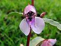 Rock Balsam