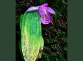 Rock-Dwelling Pleione