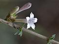 Rod-Stem Leptodermis
