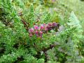 Rosy False Tamarisk